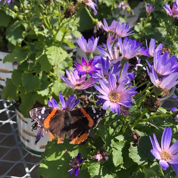 Meet your Posher, Maya athena - Picture 1 of 1